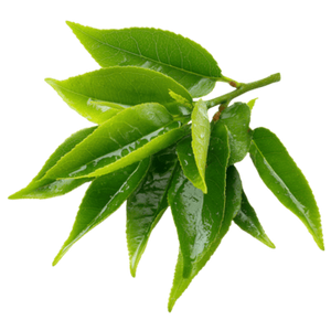 TEA TREE